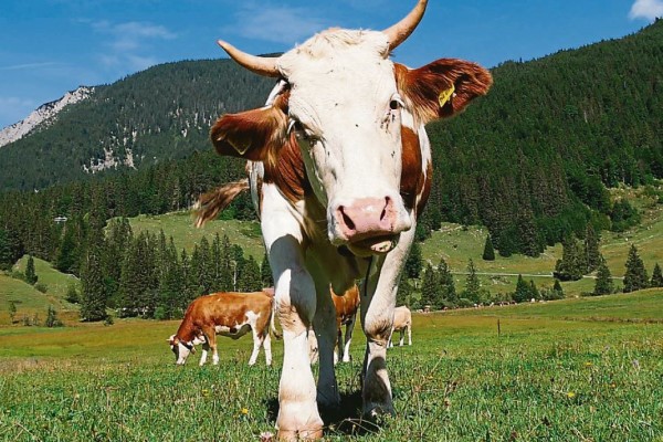 Kalb auf einer Wiese im Oberland