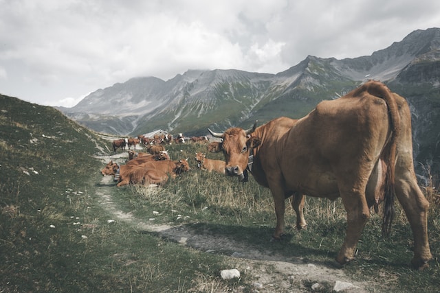 dan burton sXRDUqPUBwY unsplash