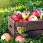 Bio Äpfel in einer Holzkiste auf einer Wiese