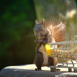 Eichhörnchen sammelt Schnäppchen in Einkaufswagen
