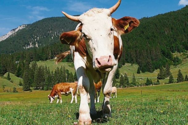 Kalb auf einer Wiese im Oberland